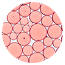 Cell Protection: